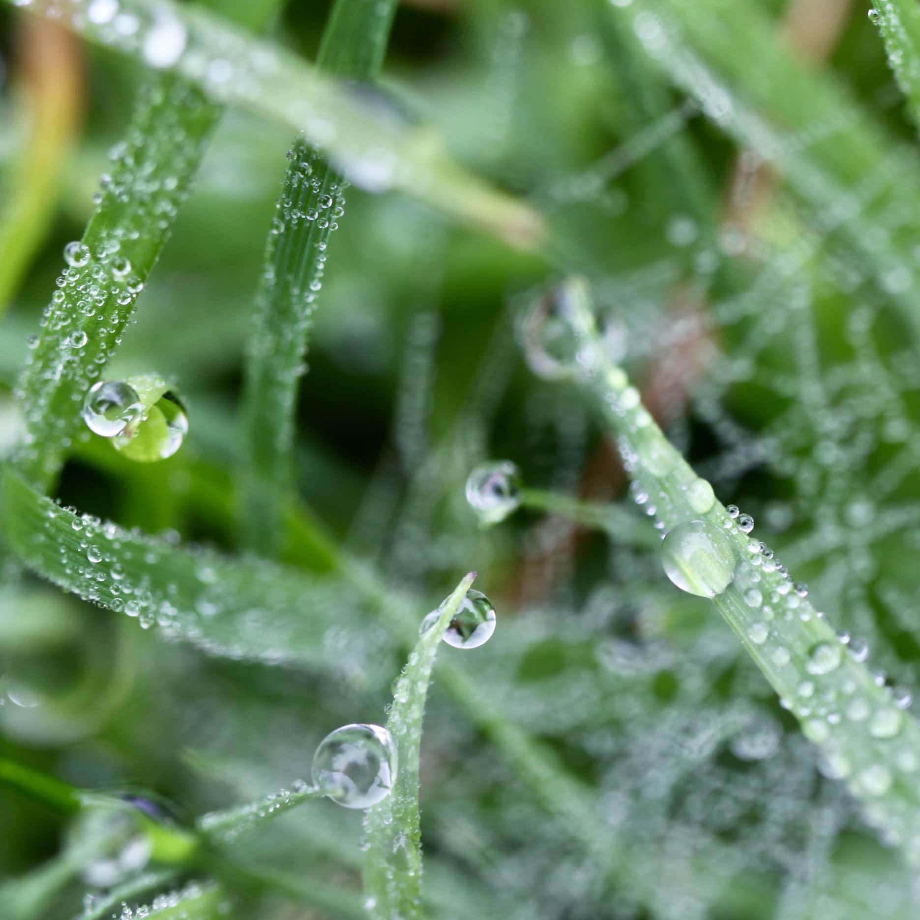 Through the Web — Raindrops #25