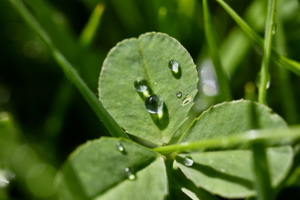 Raindrops on a clover