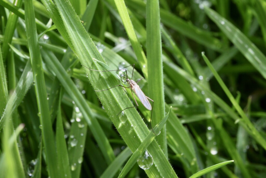 Fly drinking from raindrop