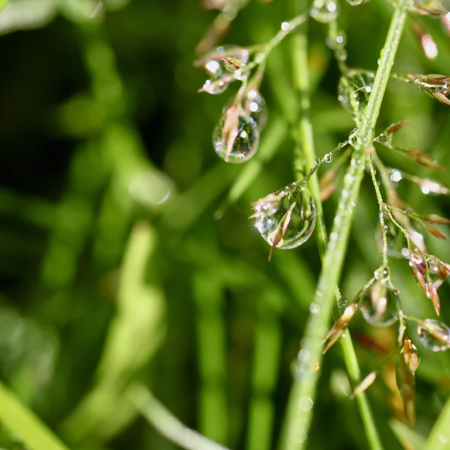Sparkling in the Sun — Raindrops #32