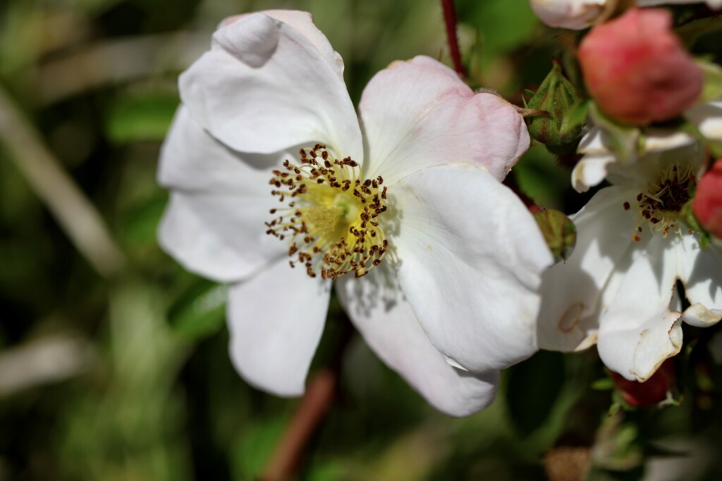 Evergreen rose