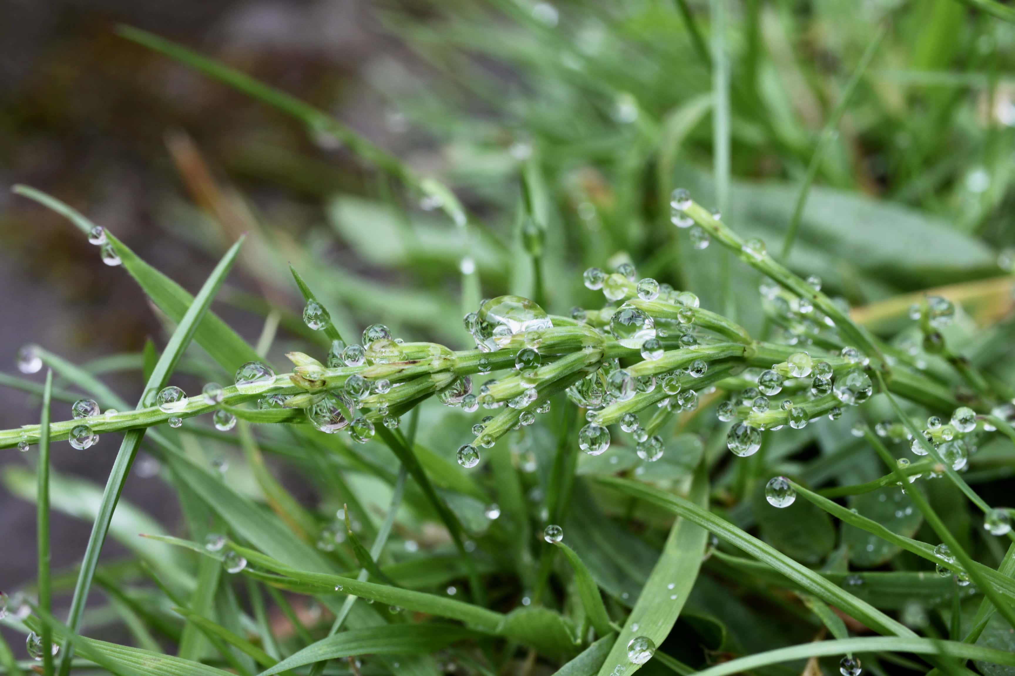 Many raindrops