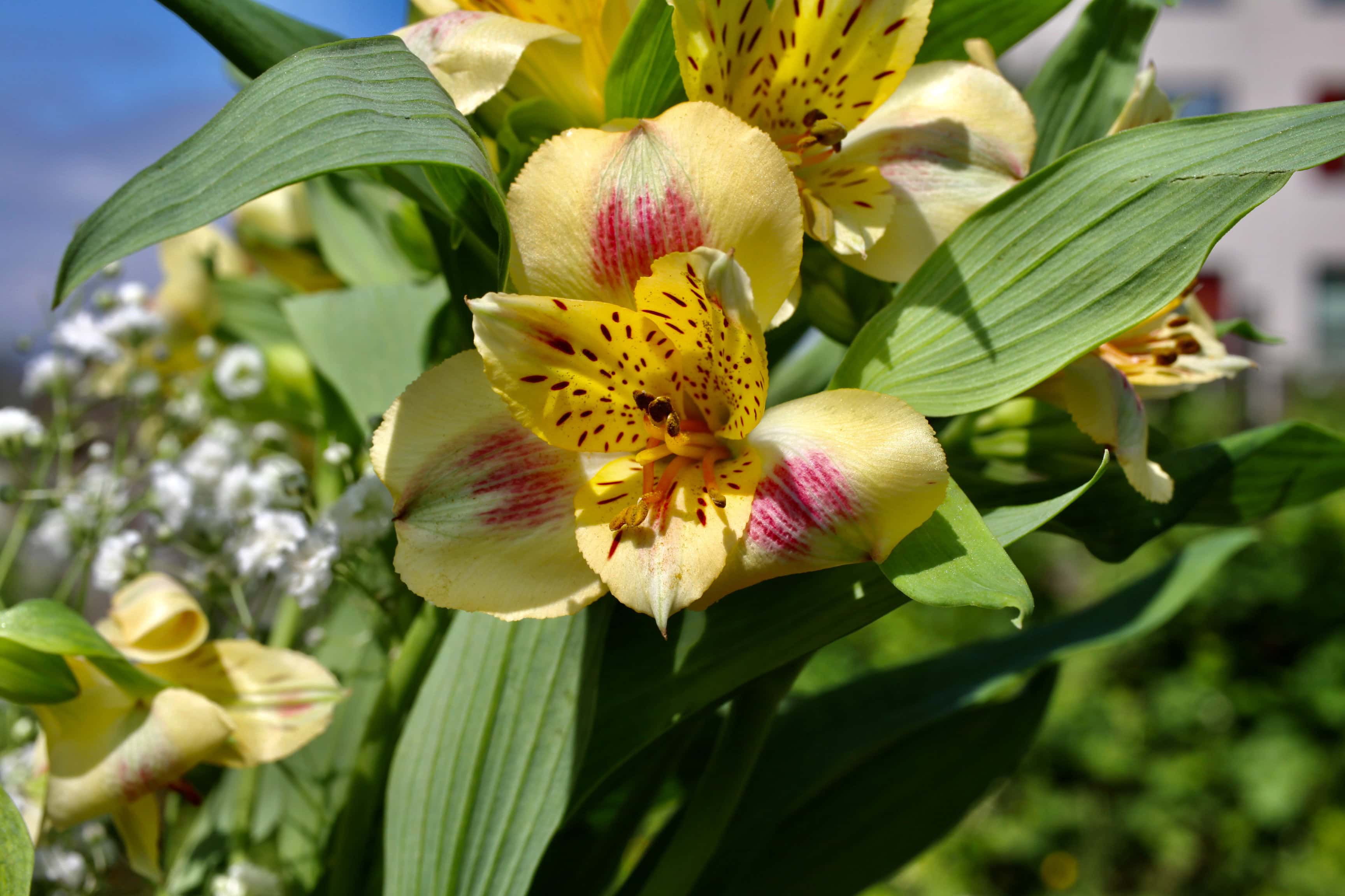 Alstroemeria