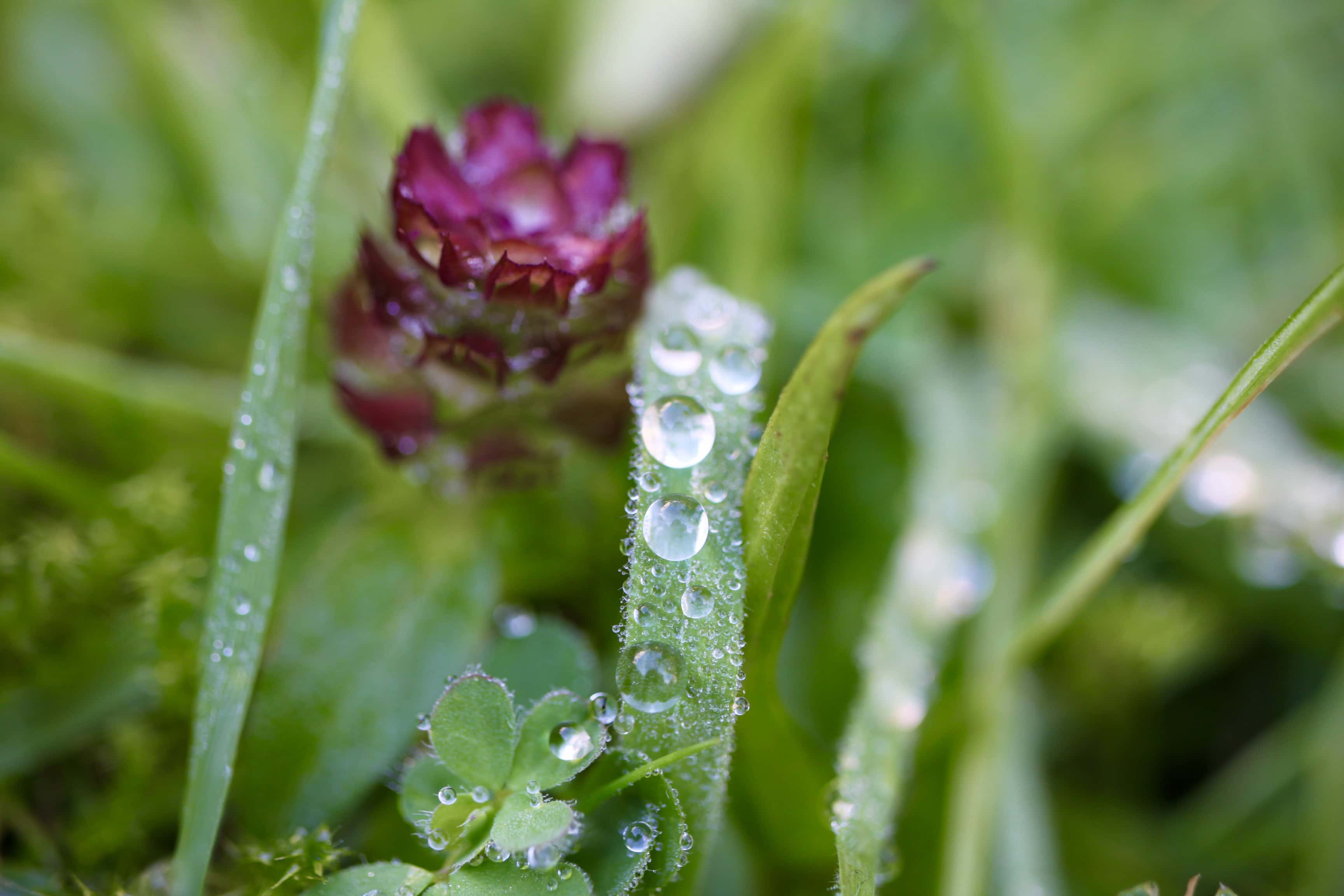 Raindrops