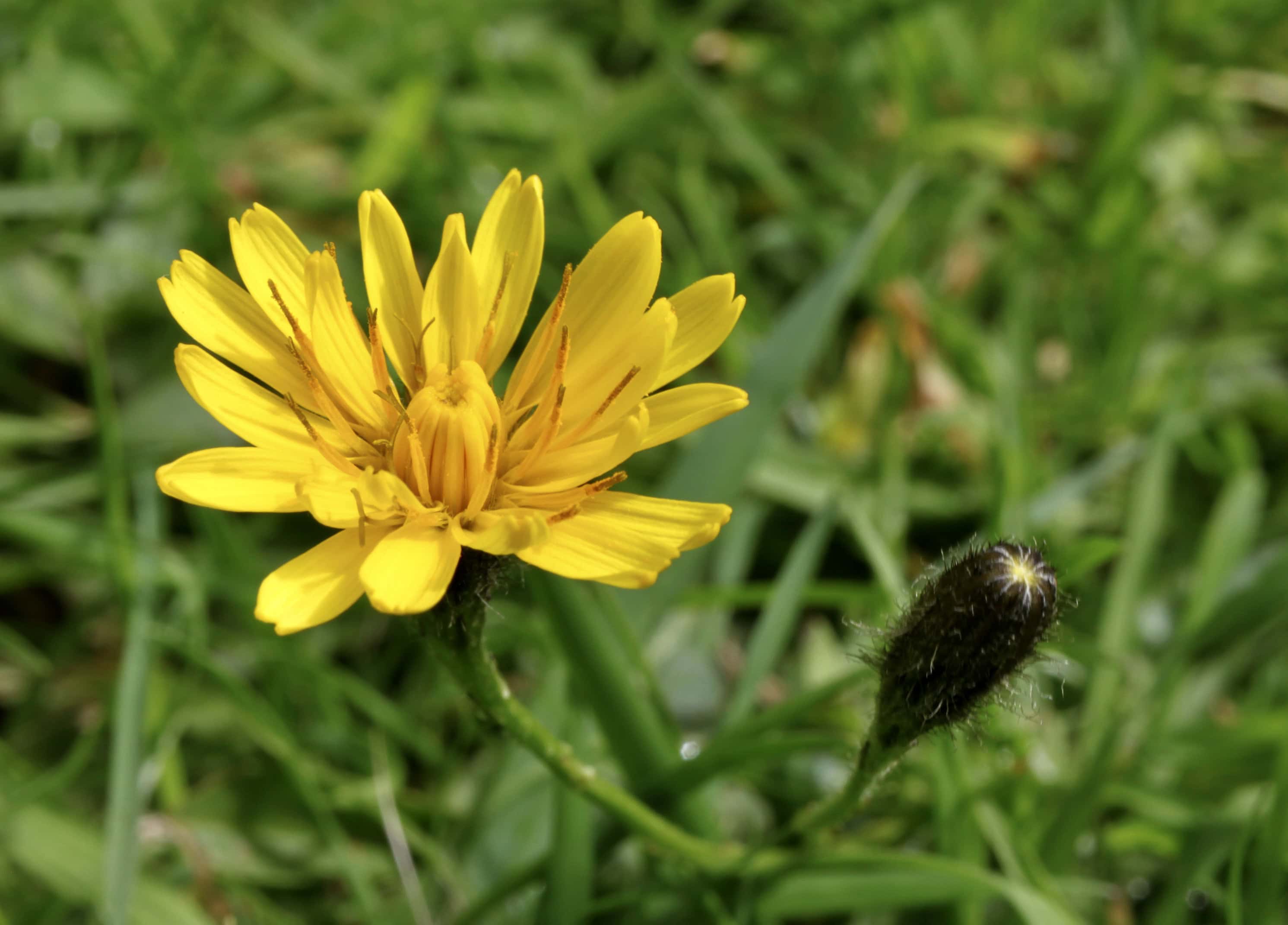 Dandelion