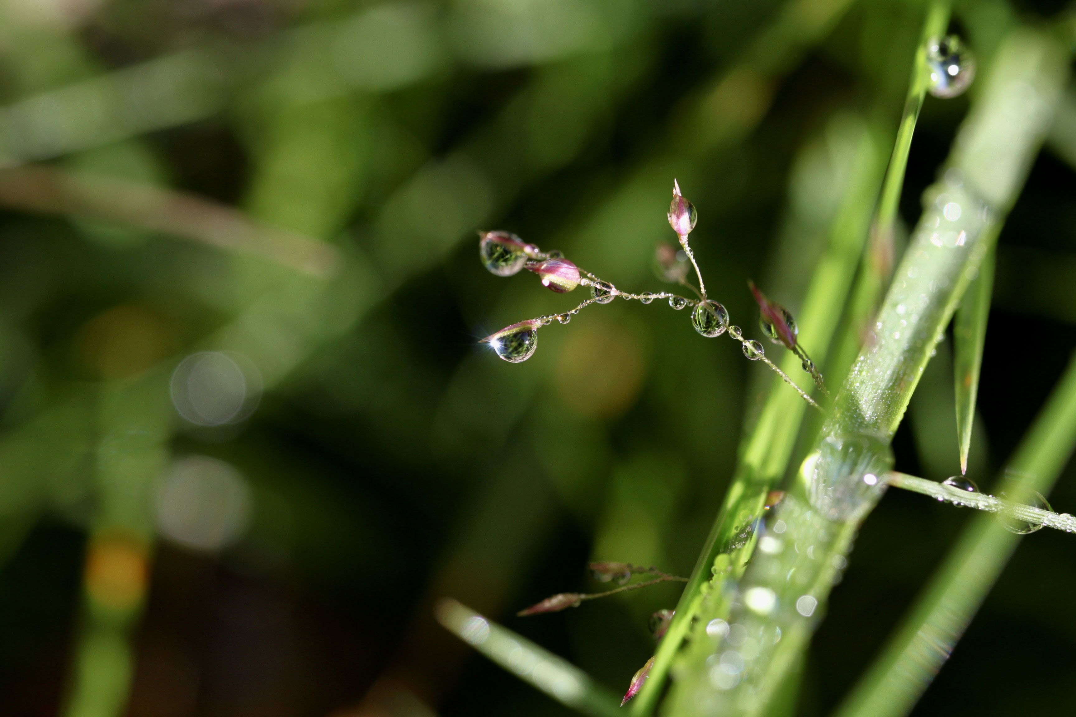 Raindrops on oat grass