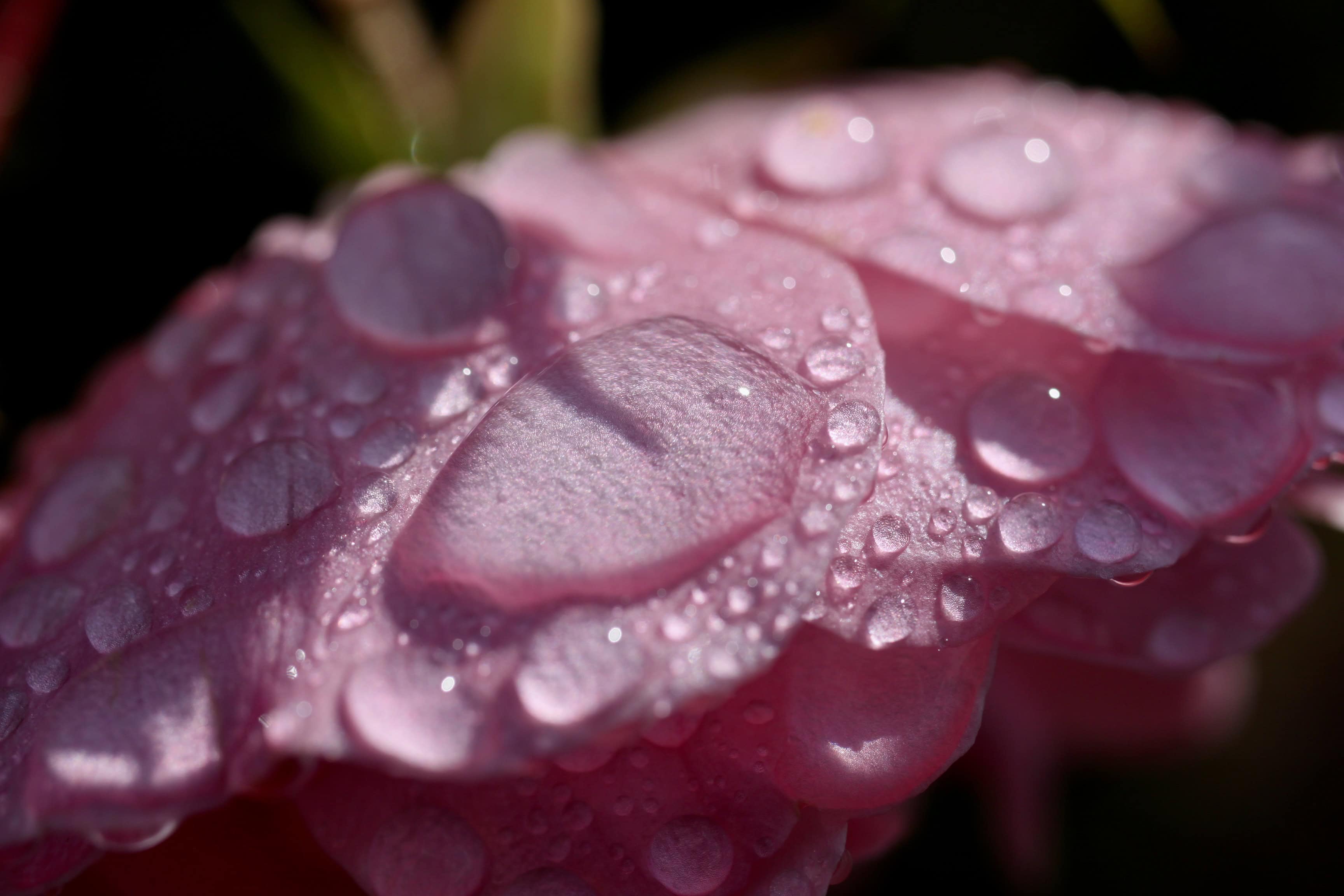 Rose after the rain