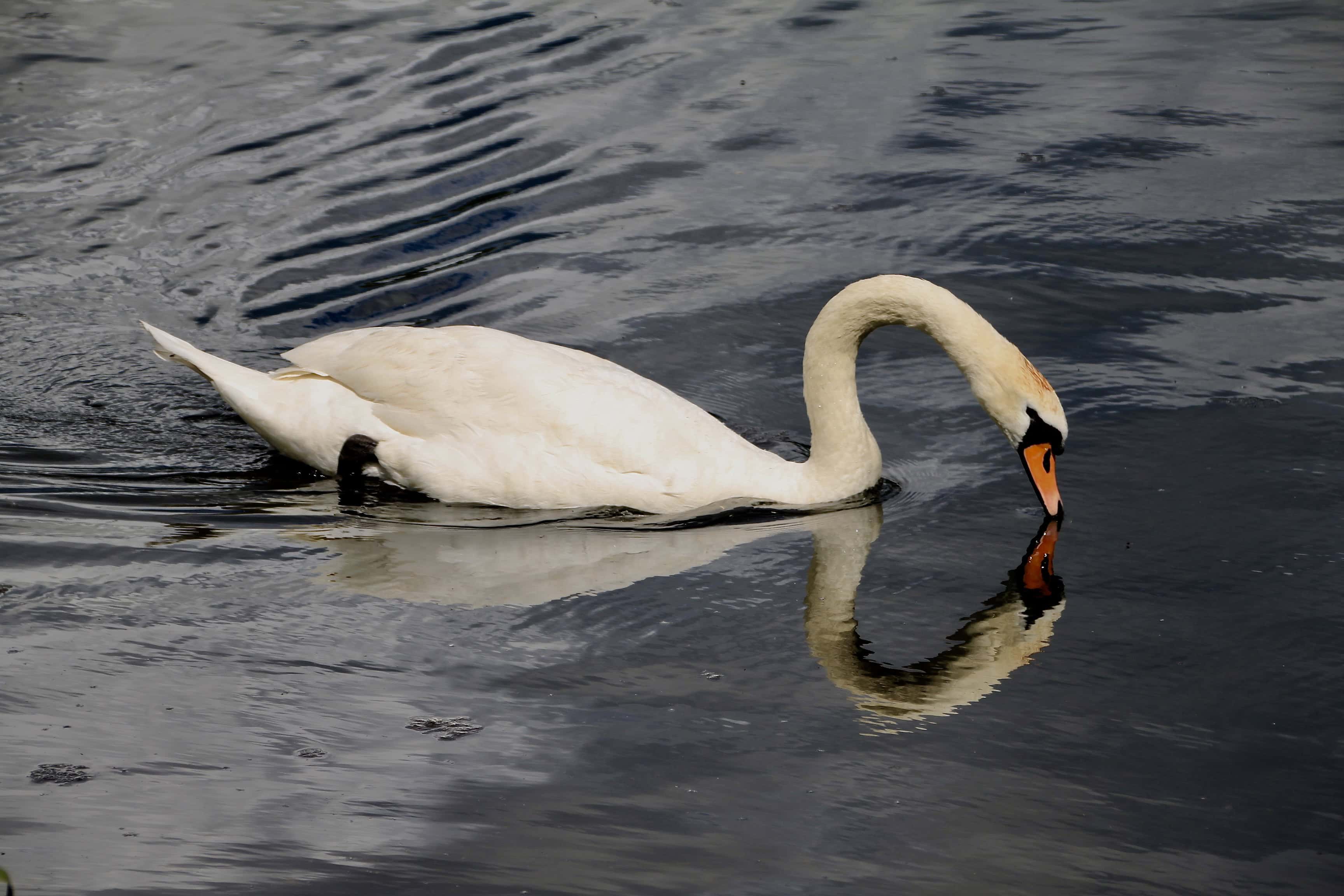 Swan
