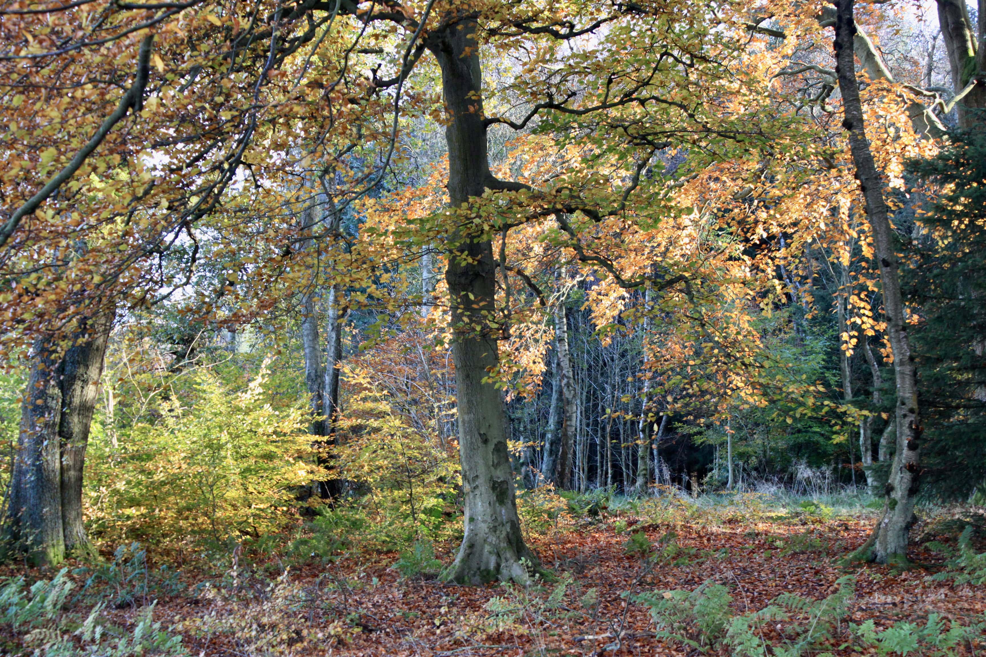 Trees