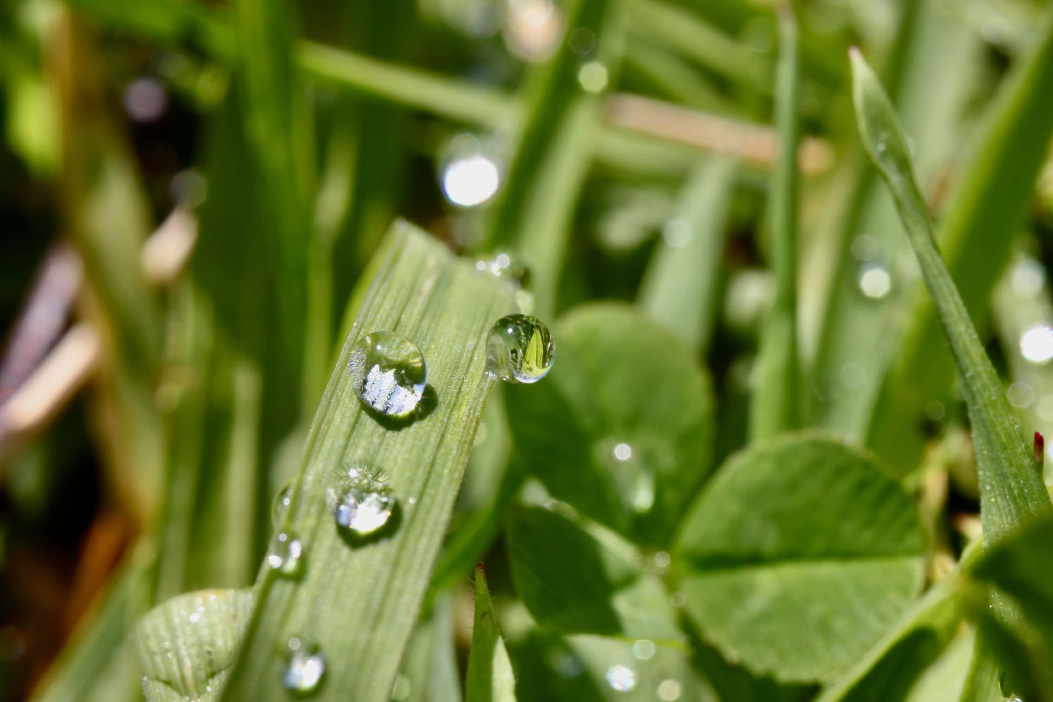 Lensball raindrop