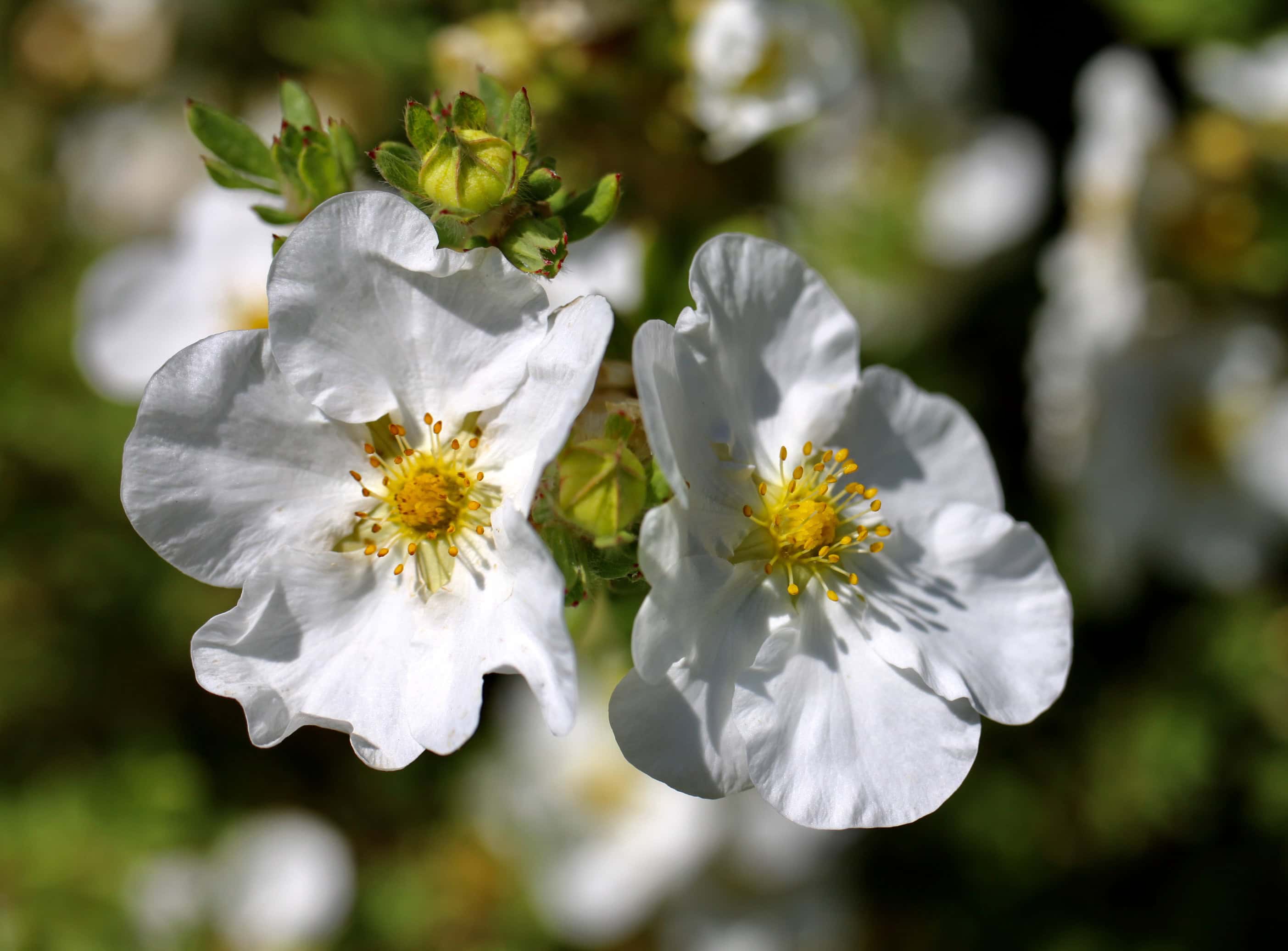 Wild White Roses — FOTD Aug 17