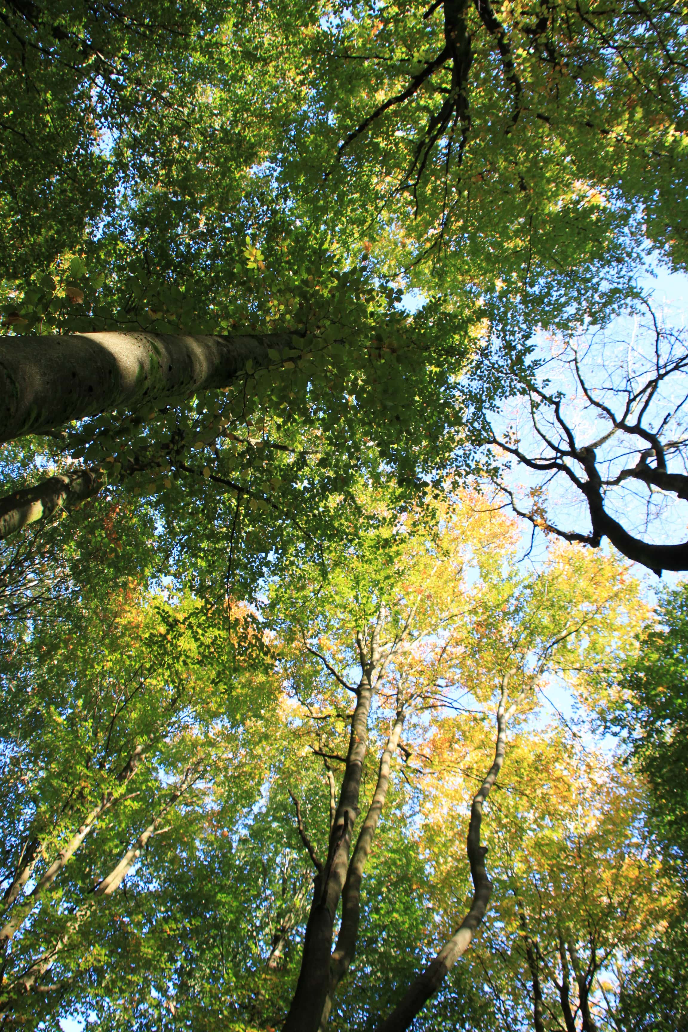 Trees