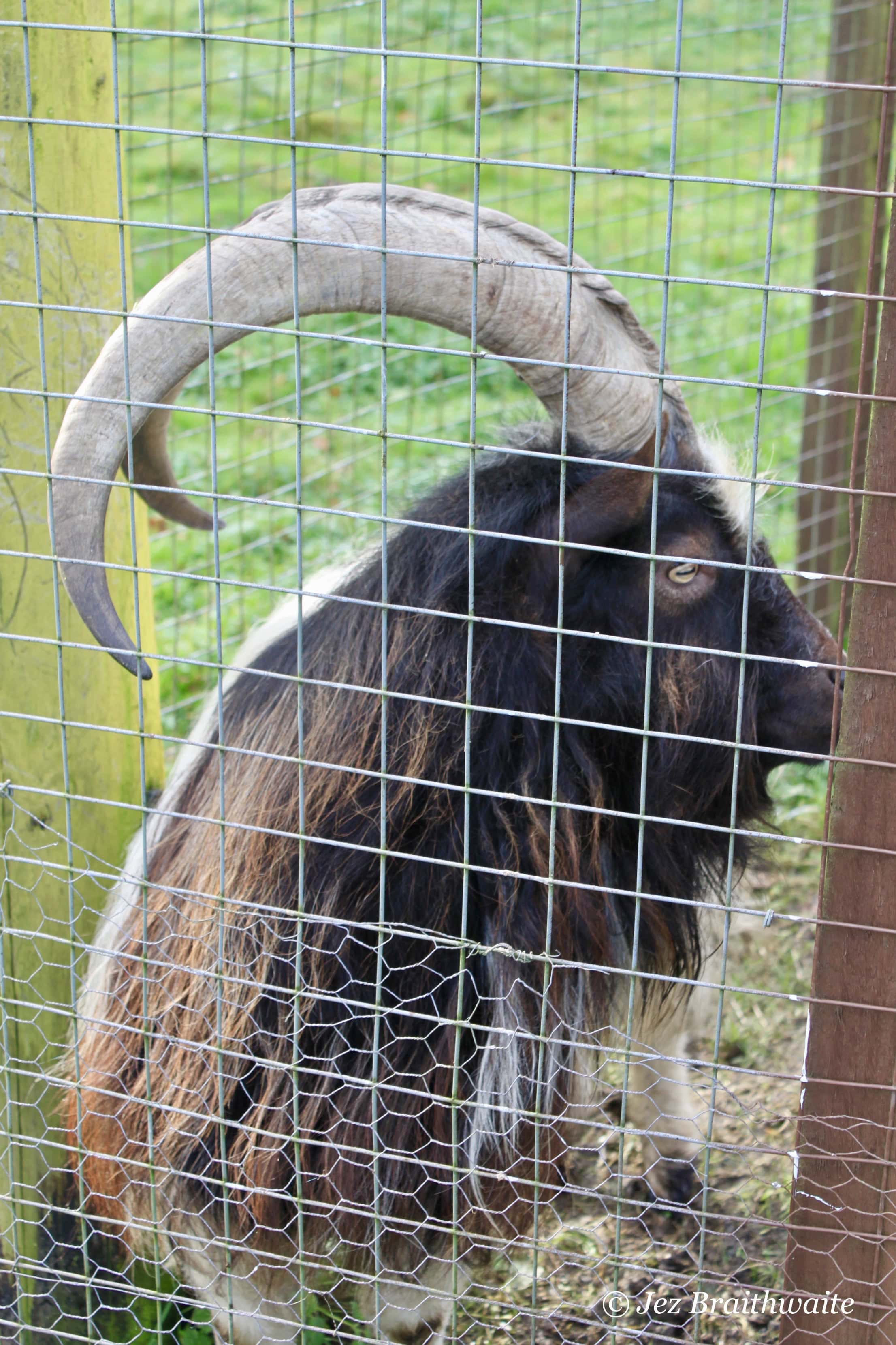 Goat horns