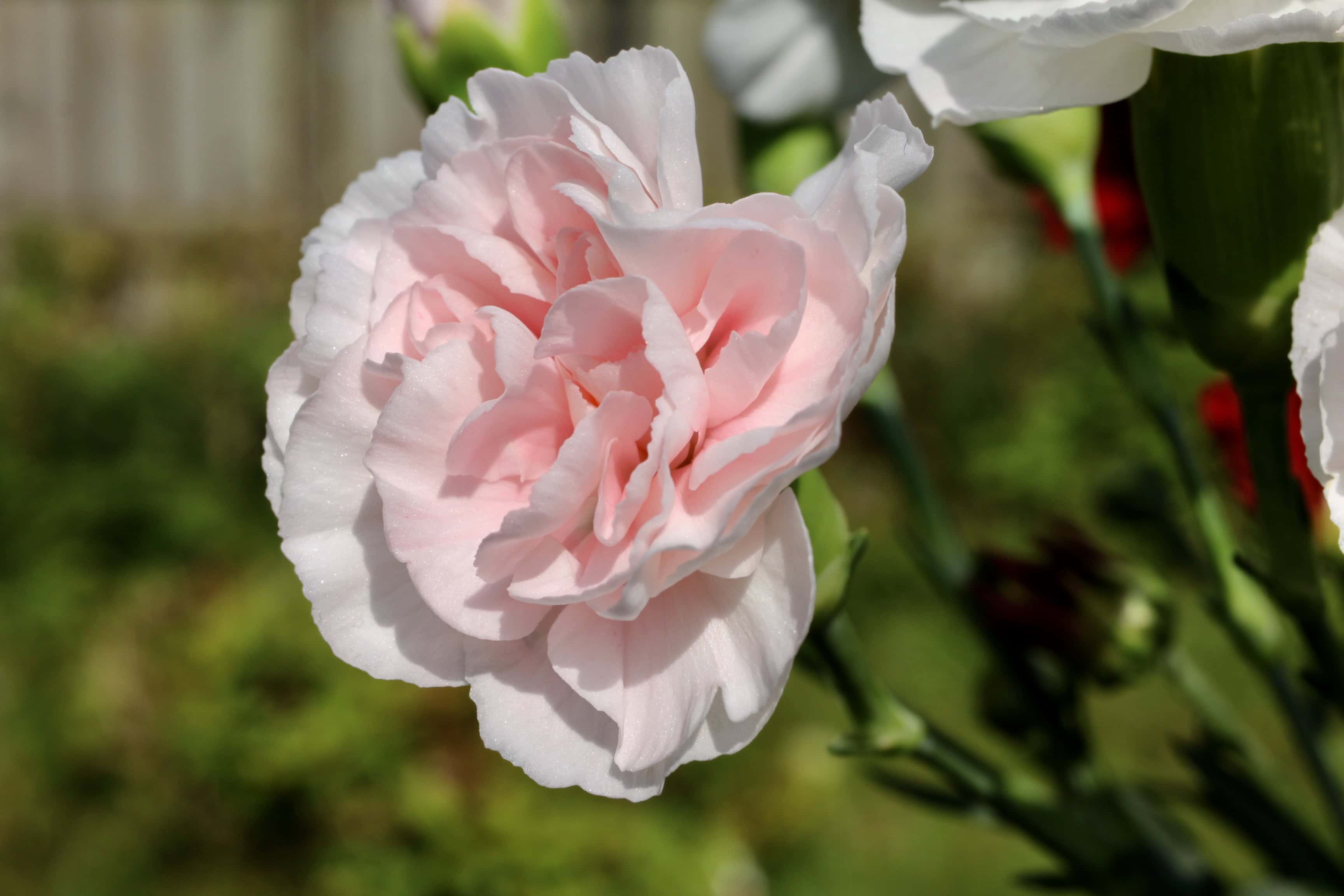 Pink carnation