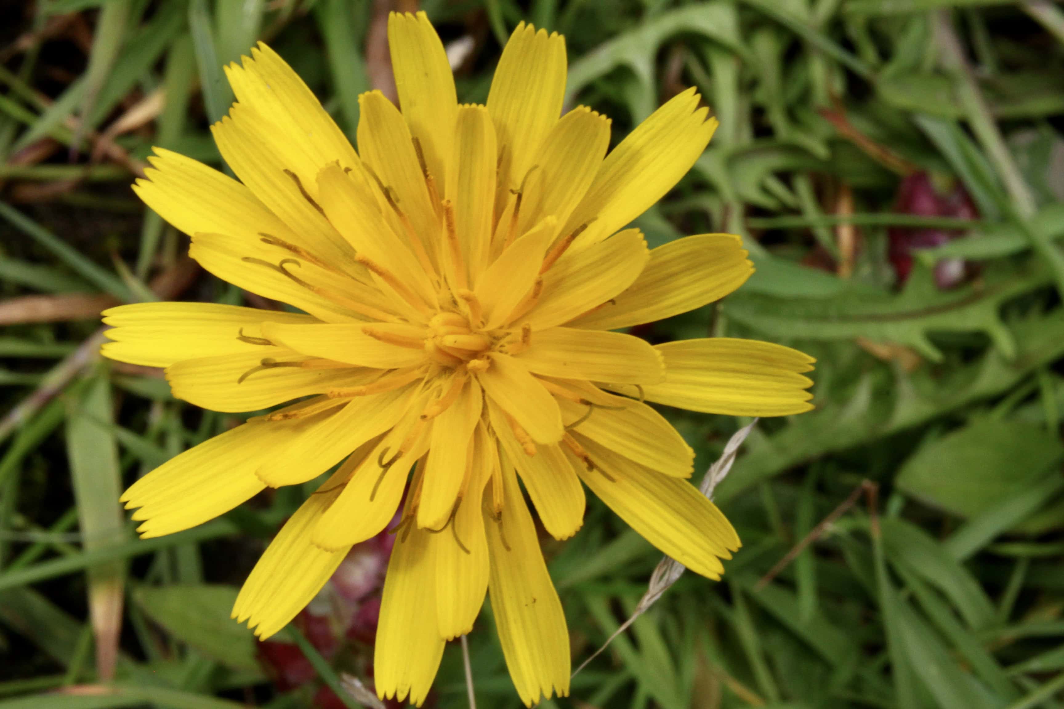 Dandelion