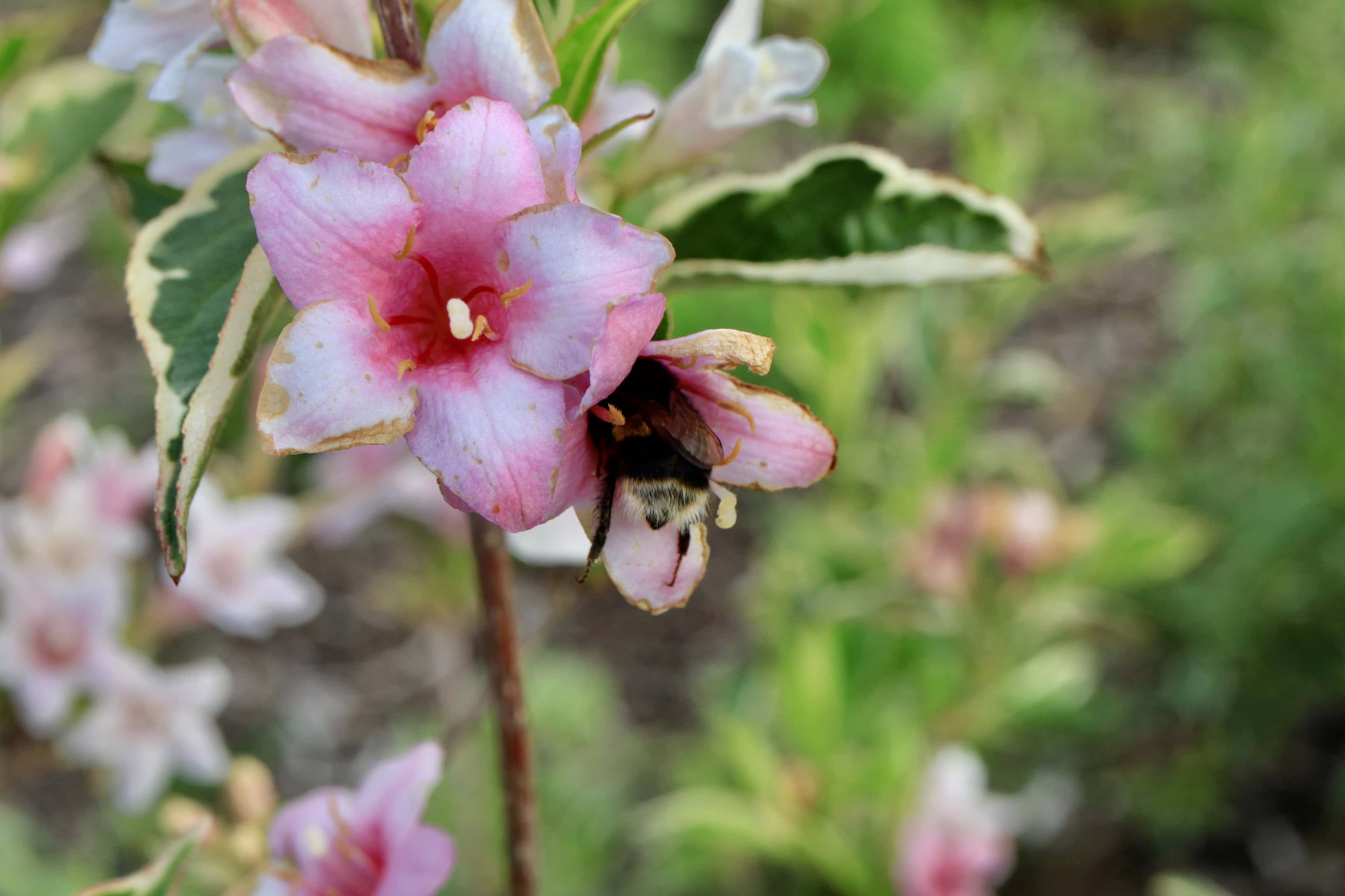 Busy bee