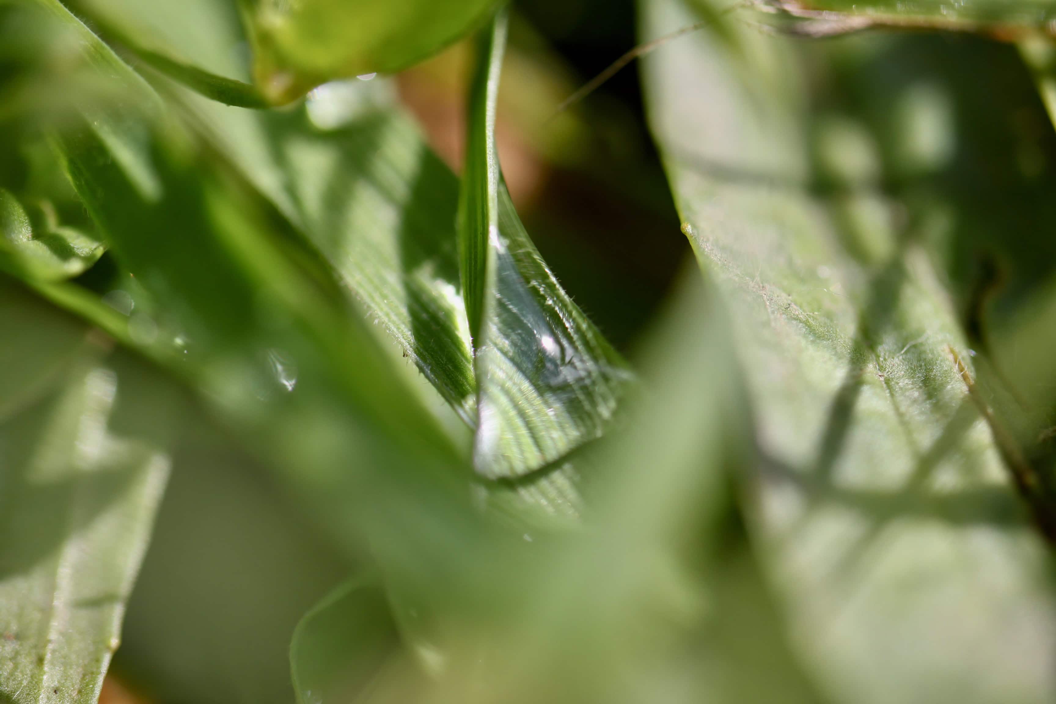 Raindrop on grass