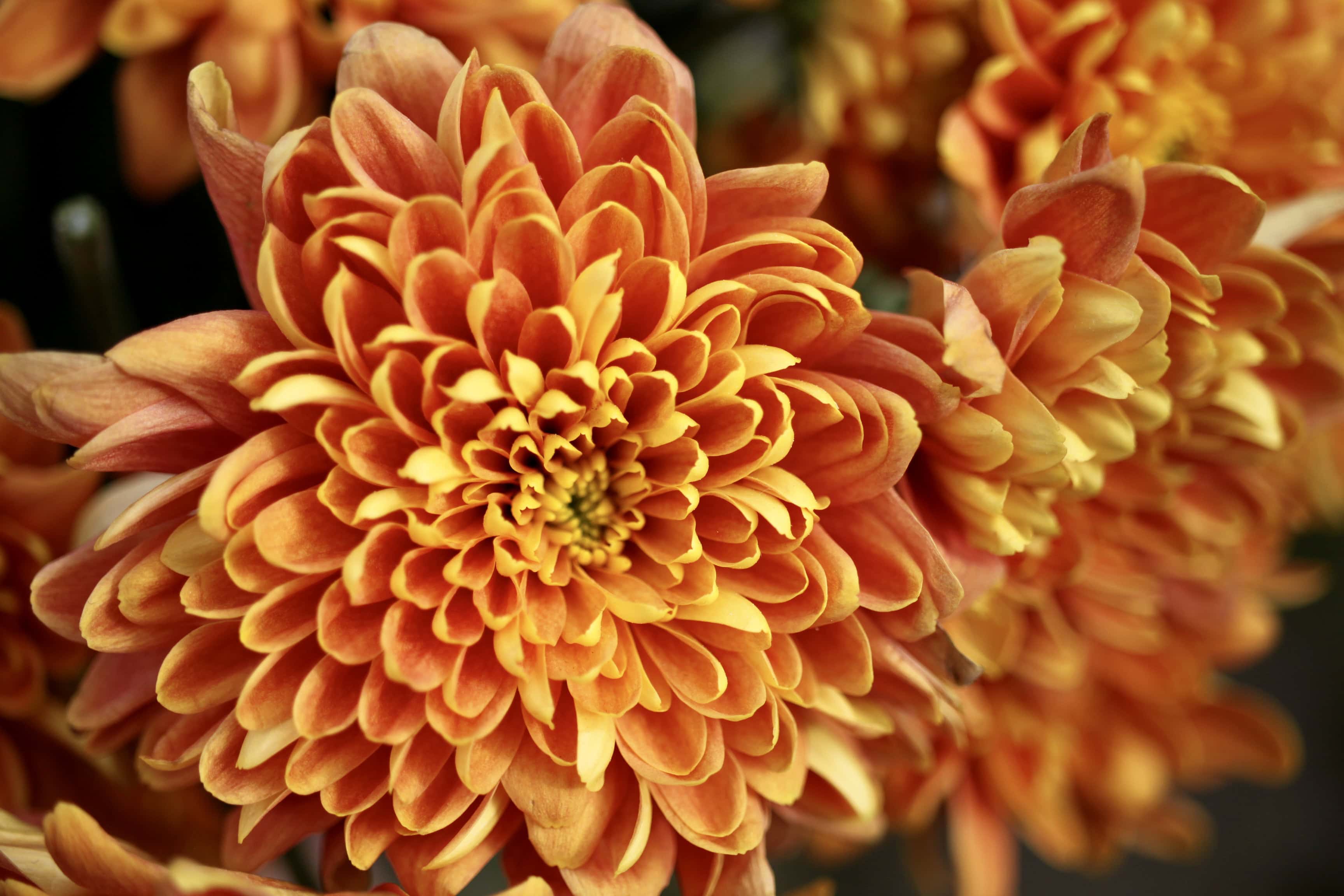 Orange chrysanths