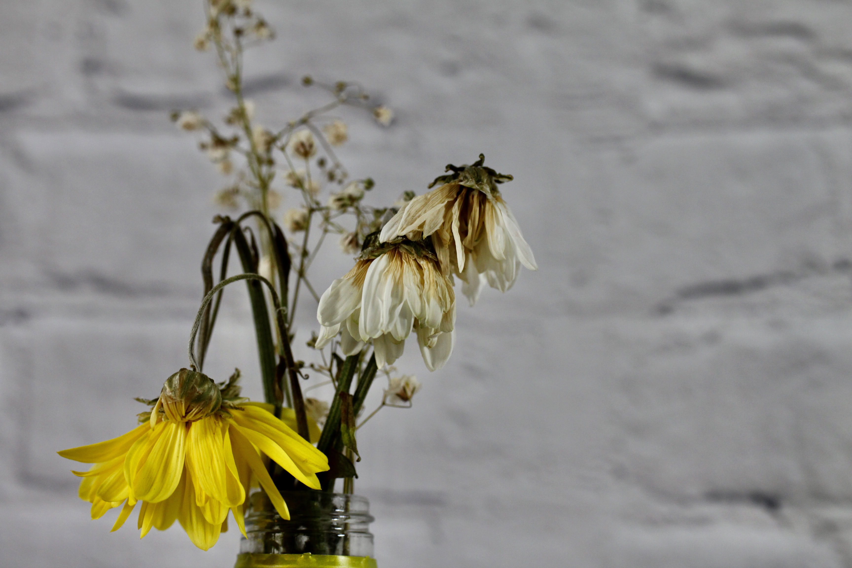 Chrysanths