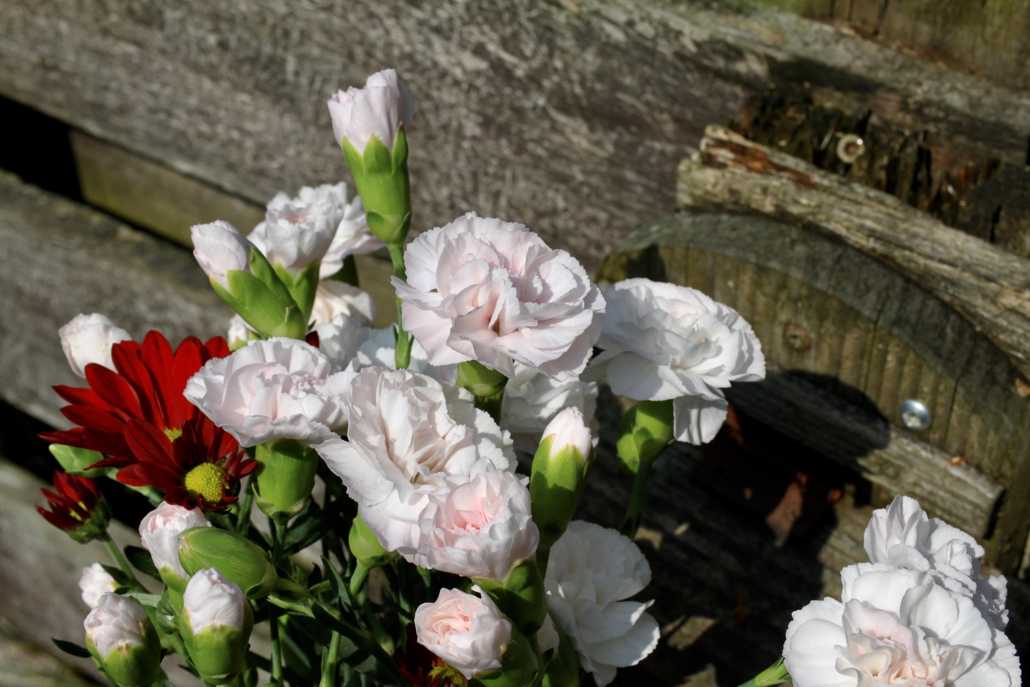 Carnations