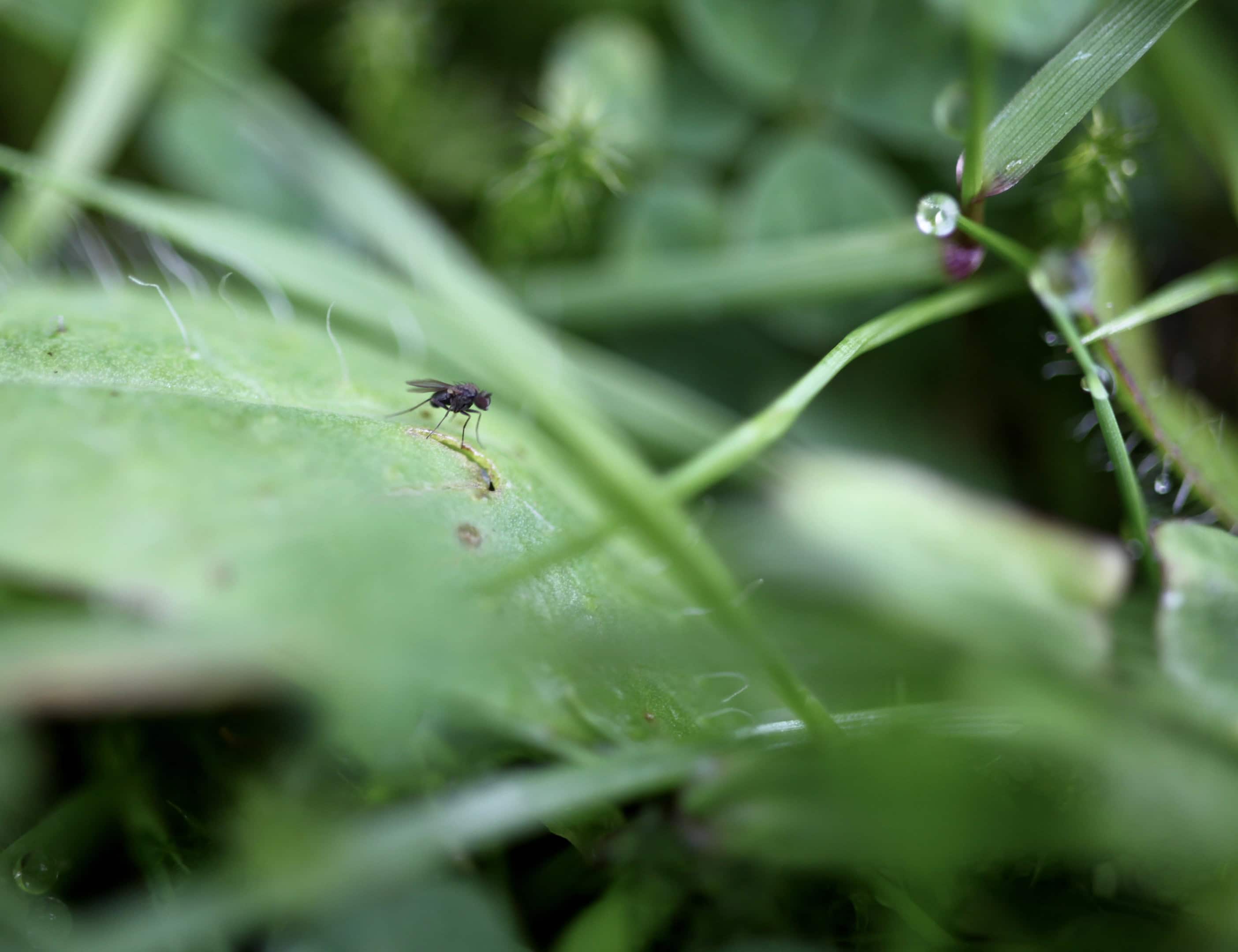 Tiny fly on a leaf