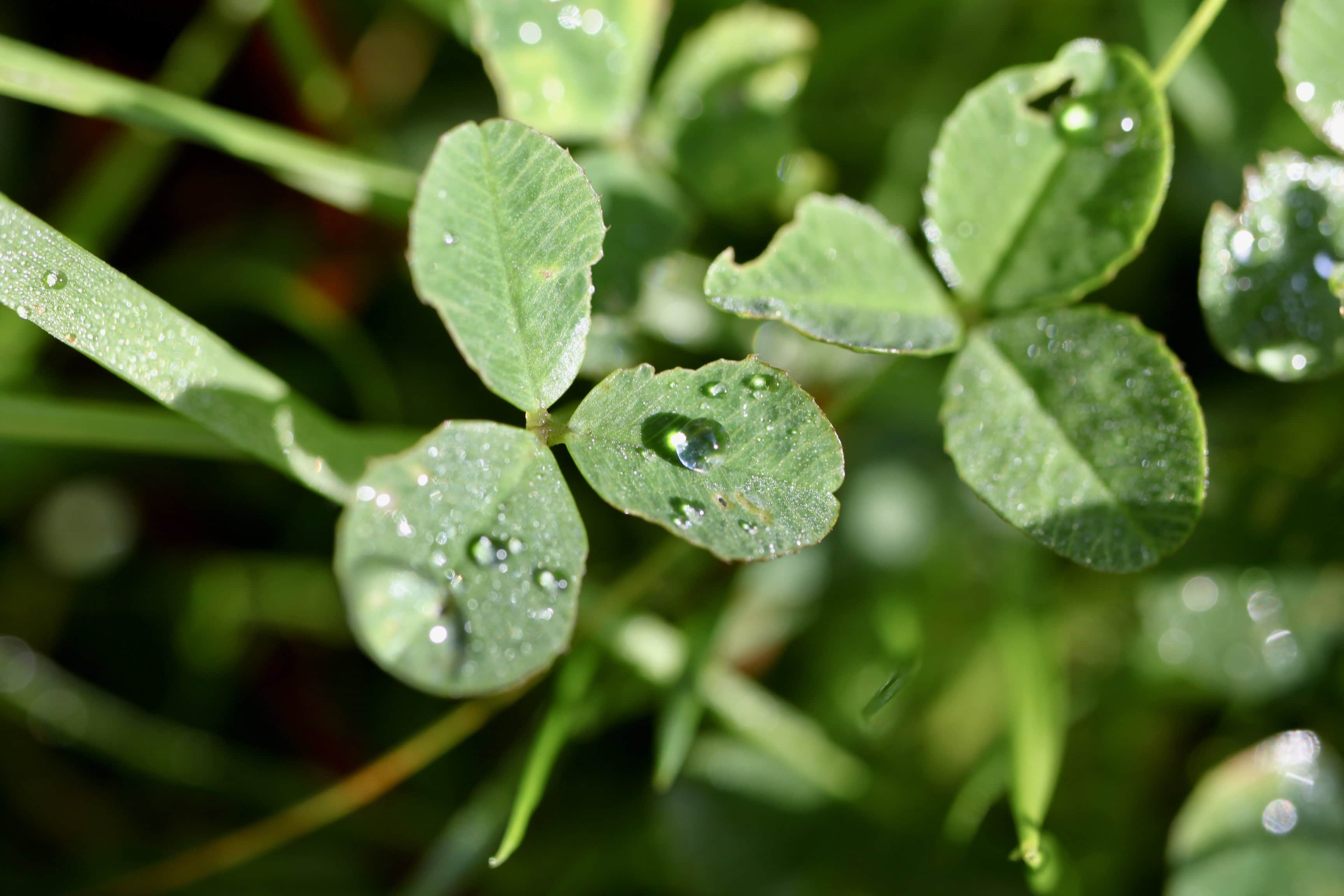 Clover with raindrops