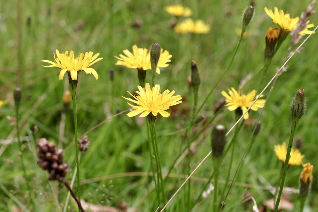 Dandelions