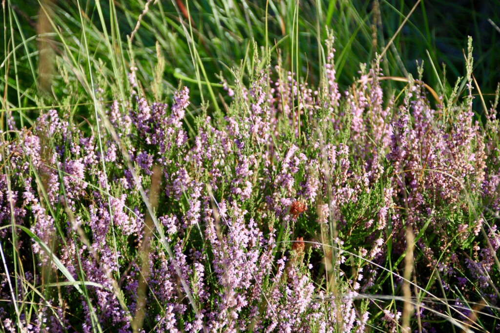 Heather