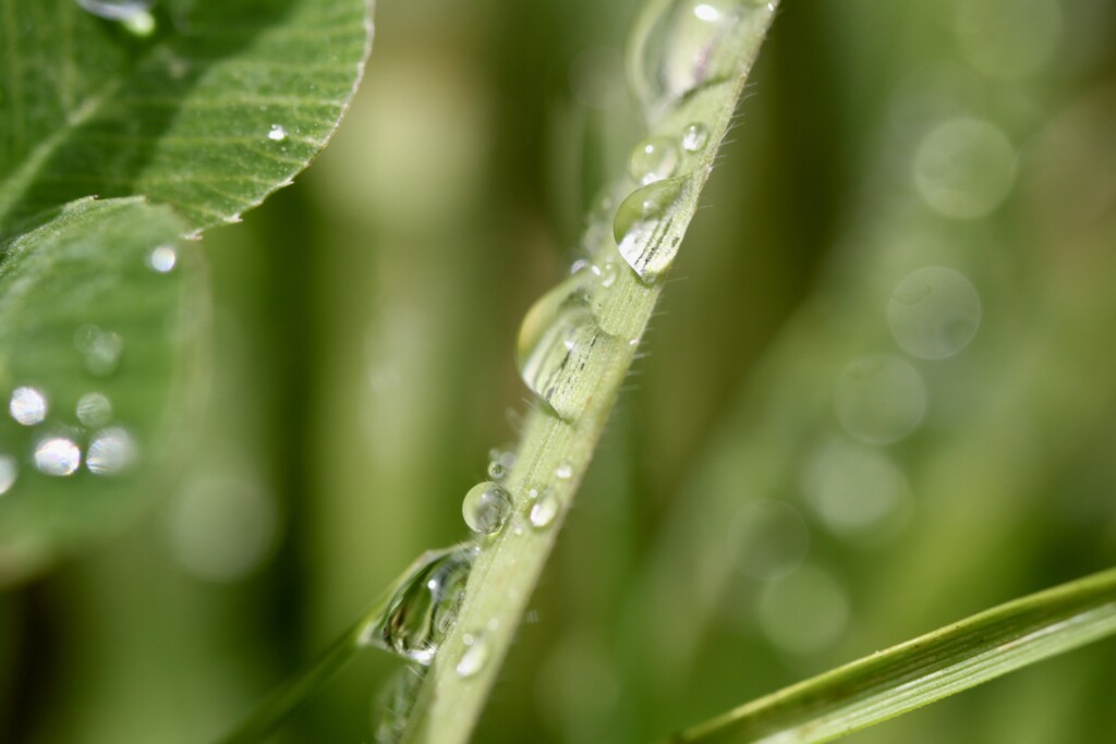 Raindrops on a blade of grass