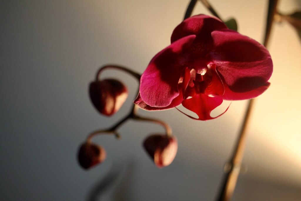 Orchid