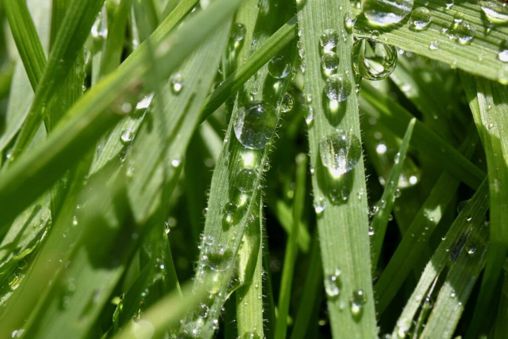 Raindrops on grass