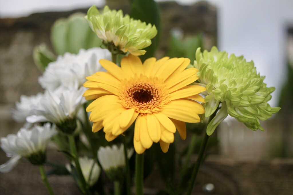 Yellow gerbera daisy
