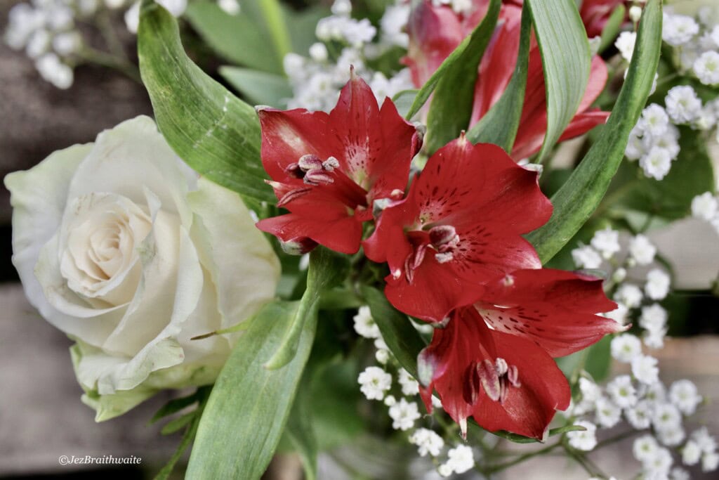 Red alstroemeria