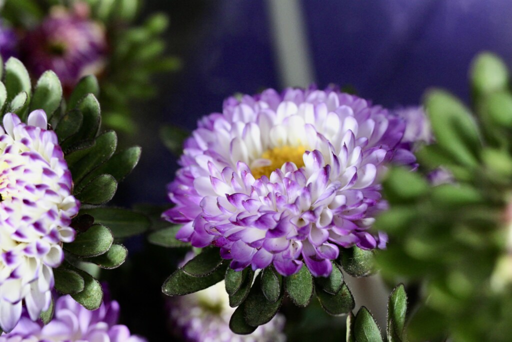 Purple & white asters