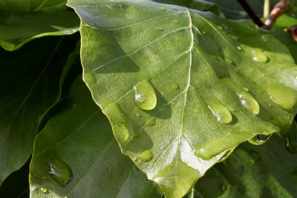 Raindrops on a leaf
