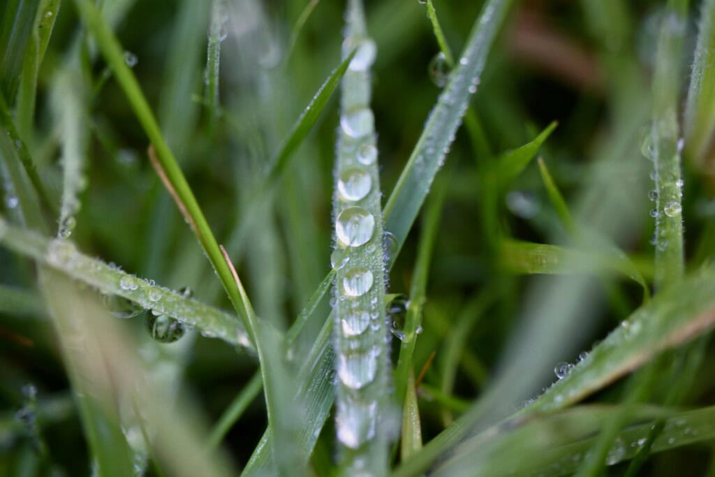 Raindrops on a blade of grass