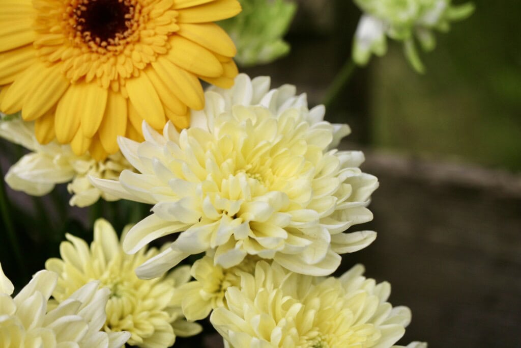 Pale yellow chrysanths