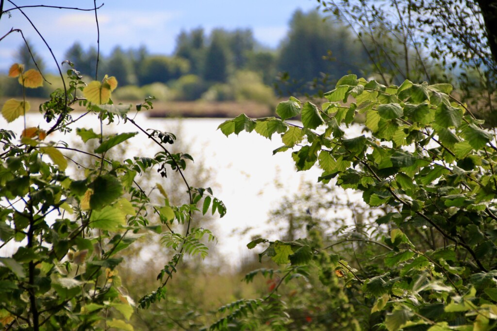 Fannyside Lochs through the trees