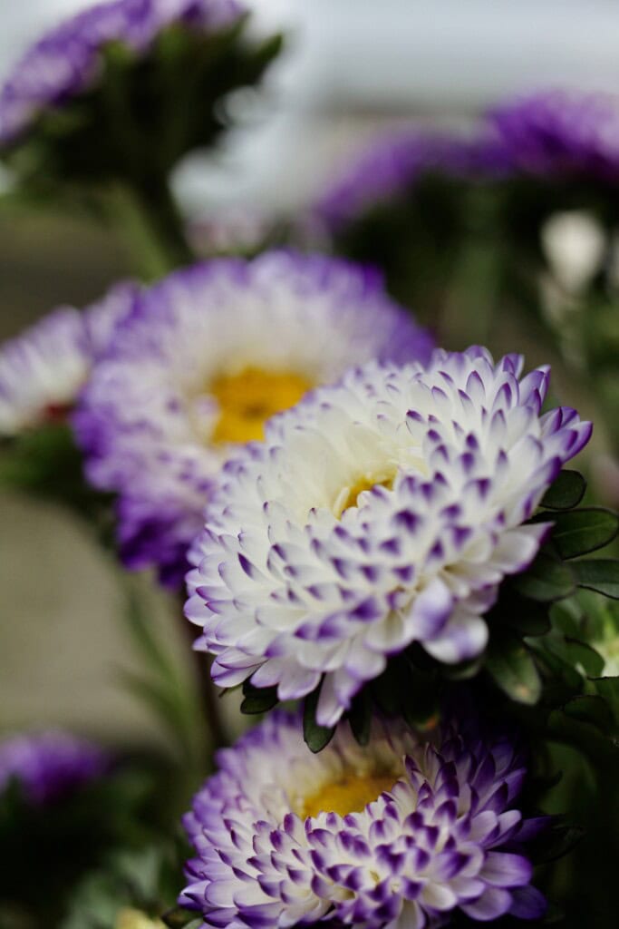 Asters