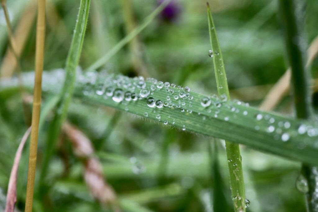 Raindrops on a blade of grass