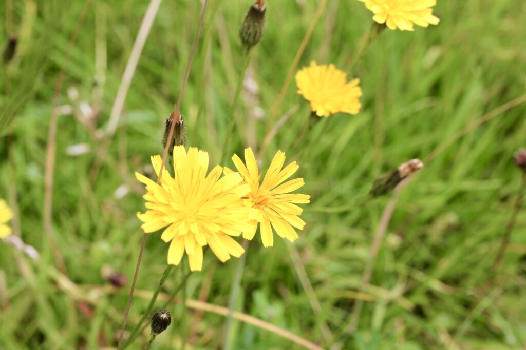 Dandelions