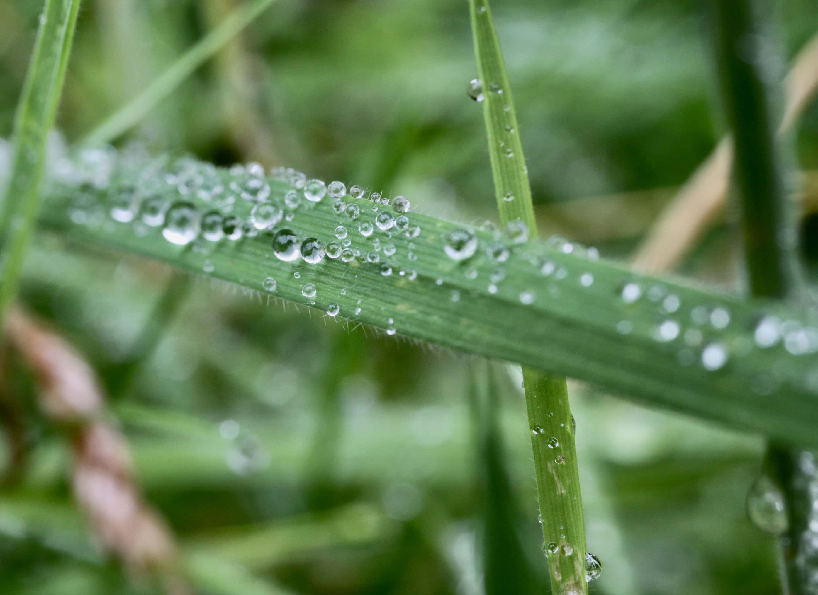 Raindrops #52 Sep 25