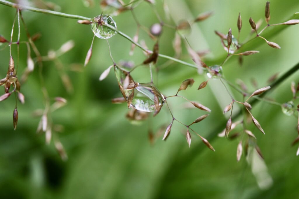 Raindrops