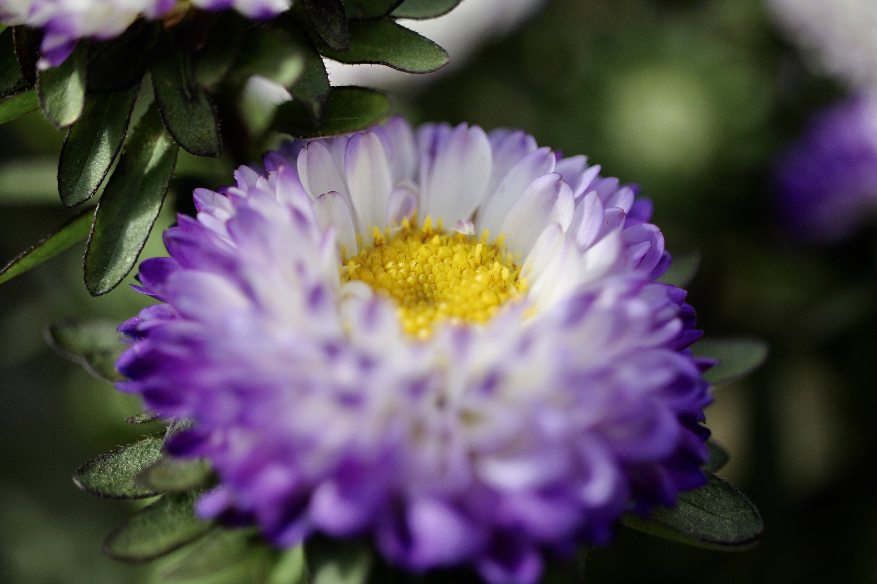 Asters — FOTD Sep 20