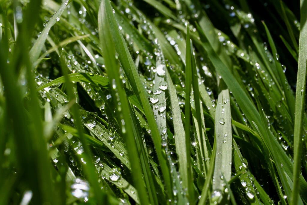 Raindrops on grass