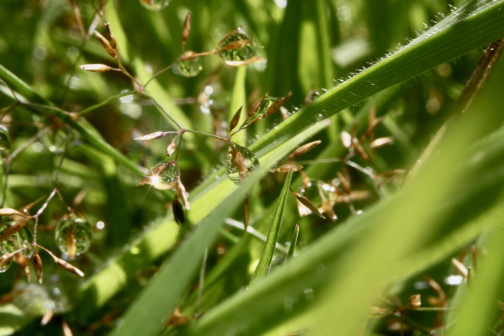 Raindrops on oat grass