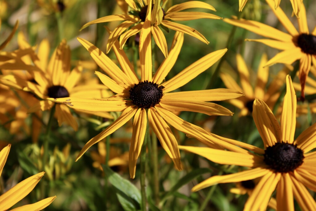 Black eyed susan