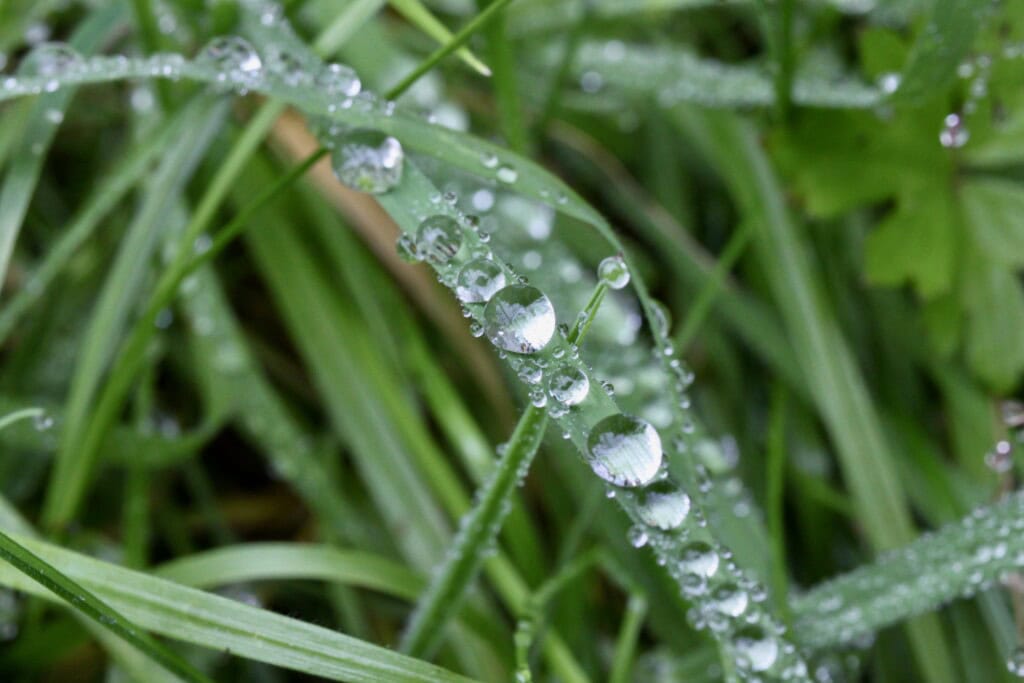 Raindrops on grass