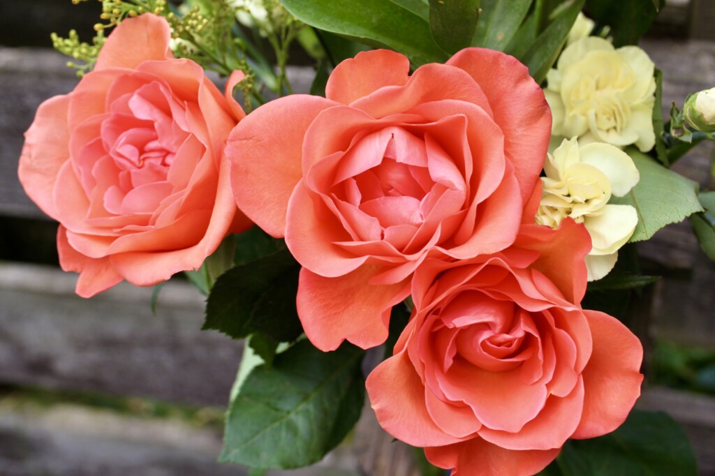 Pink roses