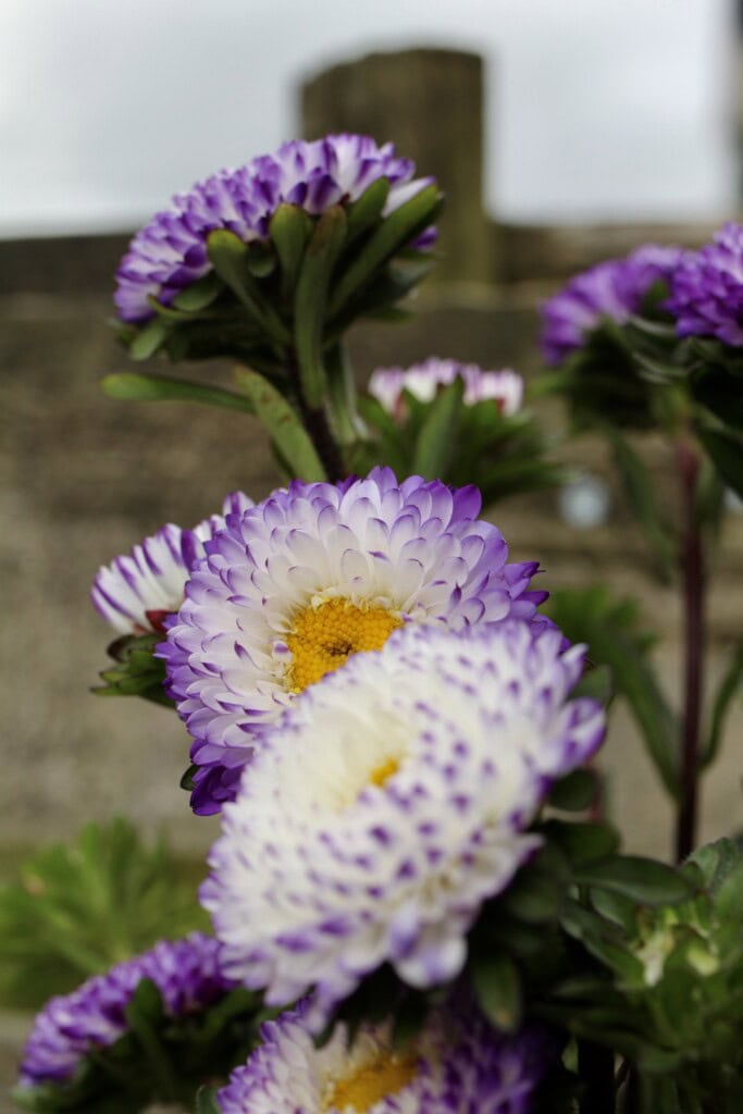 Asters